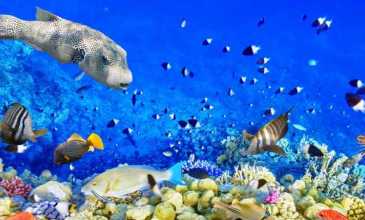 Promosyon Sharm El Sheikh Turu Ajet Havayolları  ile 4 Gece Transfer Saatine Kadar Otel Kullanımlı