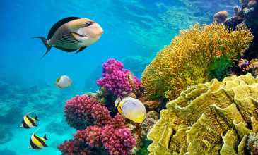 Sharm el Sheikh Turu - Pegasus Havayolları ile - 4 Gece 5 Gün