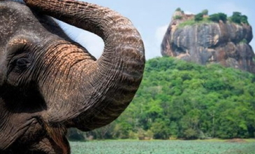 Elegant Sri Lanka - Ekstra Turlar Dahil