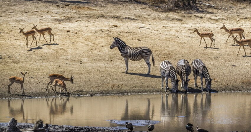 Güney Afrika Safari Turu Rotası - Türk Havayolları İle - 6 Gece 8 Gün