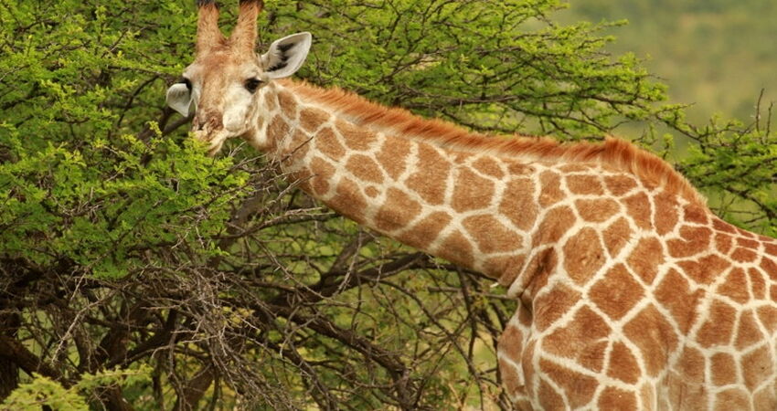 Güney Afrika Safari Turu Rotası - Türk Havayolları İle - 6 Gece 8 Gün