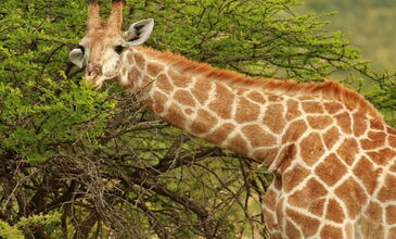 Güney Afrika Safari Turu Rotası - Türk Havayolları İle - 6 Gece 8 Gün