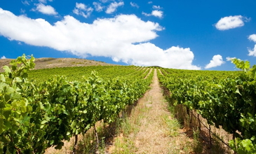 Güney Afrika Turu - Türk Havayolları - 7 Gece 8 Gün