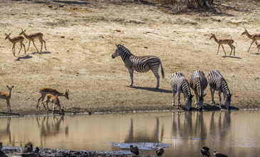Güney Afrika Turu - Türk Havayolları - 7 Gece 8 Gün