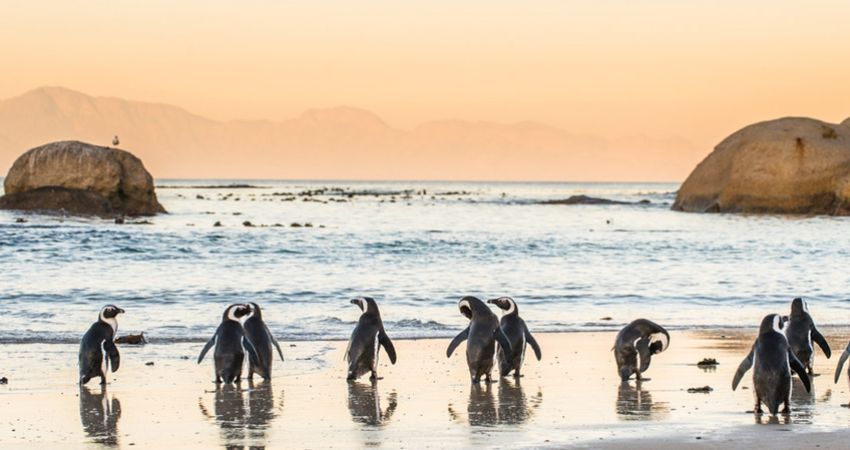 Güney Afrika Turu - Türk Havayolları - 7 Gece 8 Gün