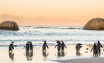 Güney Afrika Turu - Türk Havayolları - 7 Gece 8 Gün