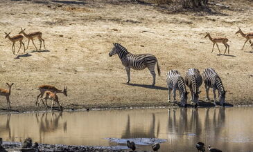 Muhteşem Güney Afrika Turu  - Qatar Havayolları İle - 6 Gece 9 Gün