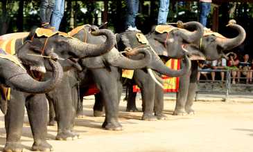 Tayland – Bangkok & Phuket & Pattaya - Türkmenistan Havayolları ile - 9 Gece 10 Gün - 2026